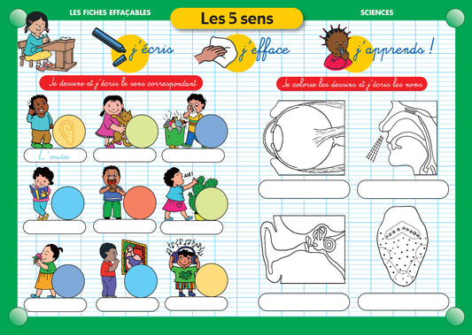 FICHE EFFAÇABLE LES 5 SENS