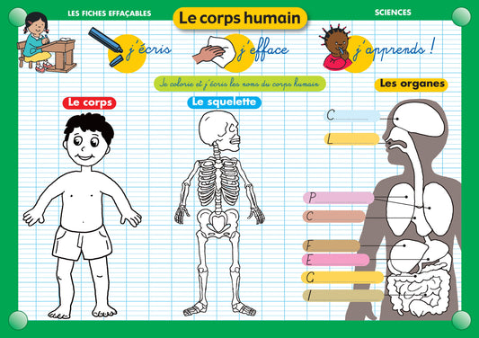 FICHE EFFAÇABLE LE CORPS HUMAIN